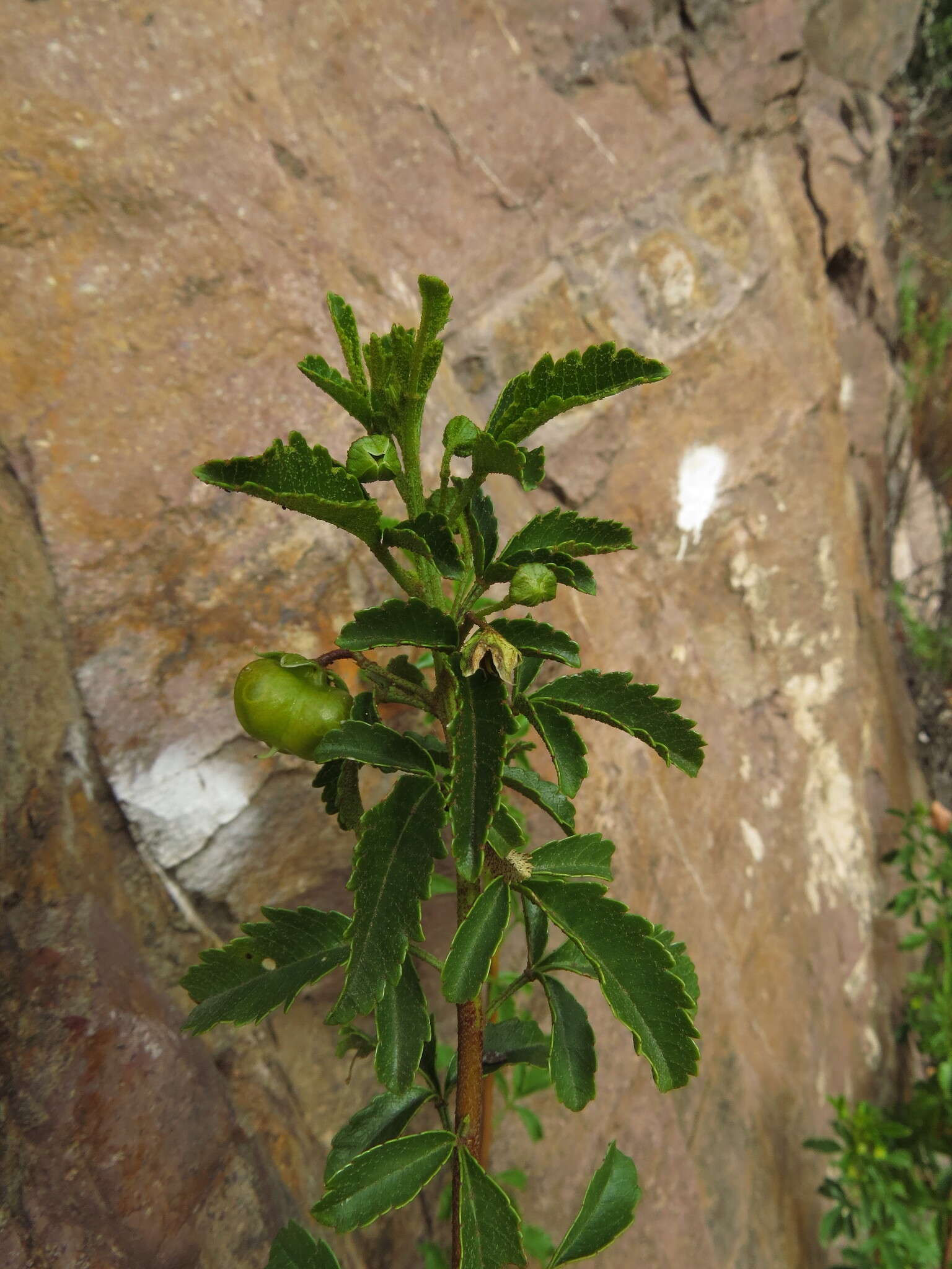 Image of Llagunoa glandulosa (Hook. & Arn.) G. Don