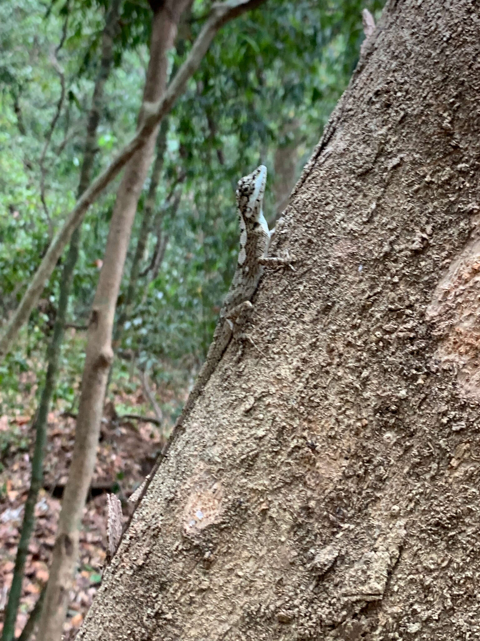 Image of Sri Lankan bloodsucker