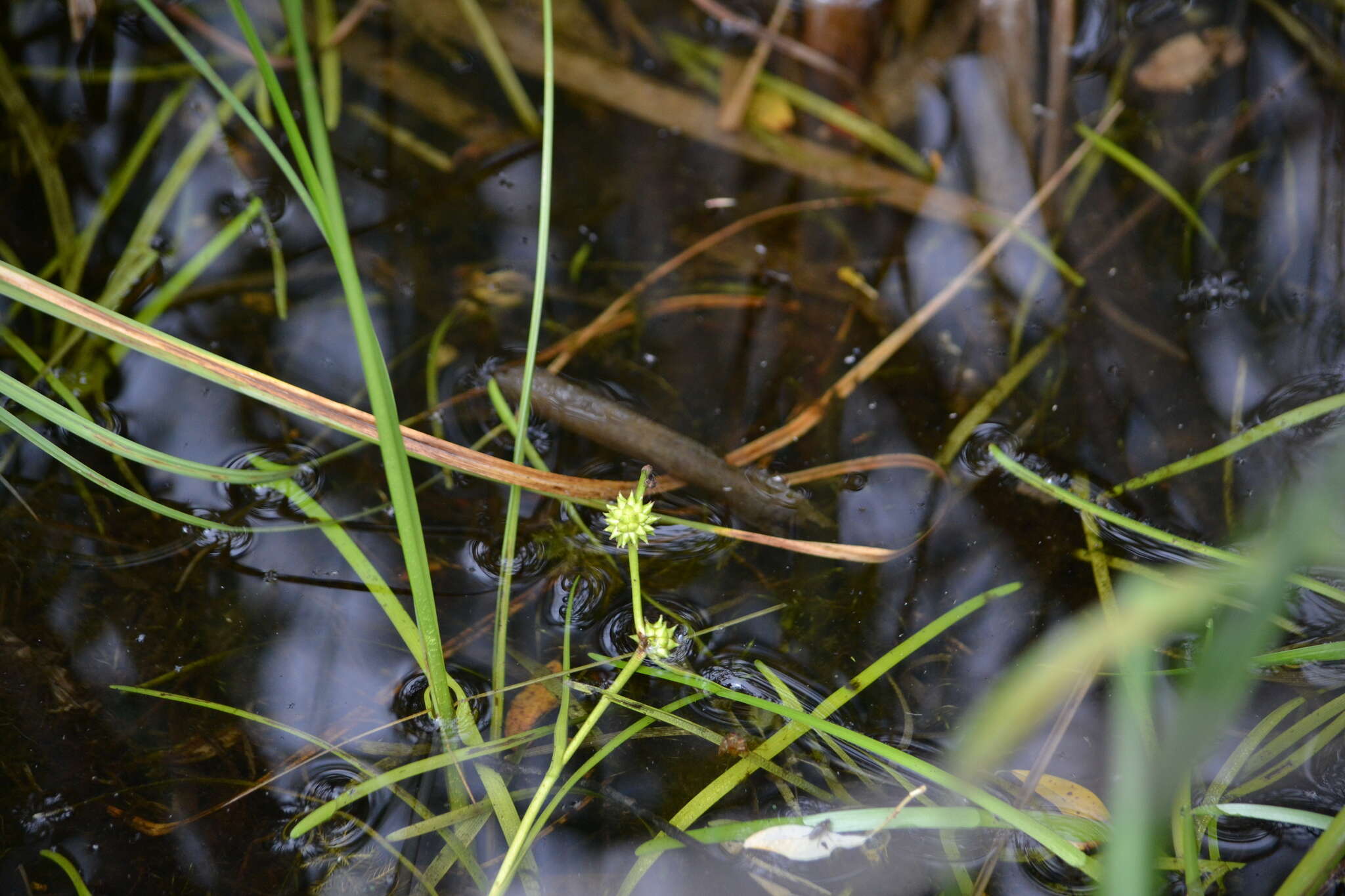 Image de Hérisson d’eau