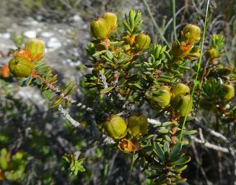 Image of Clutia govaertsii Radcl.-Sm.