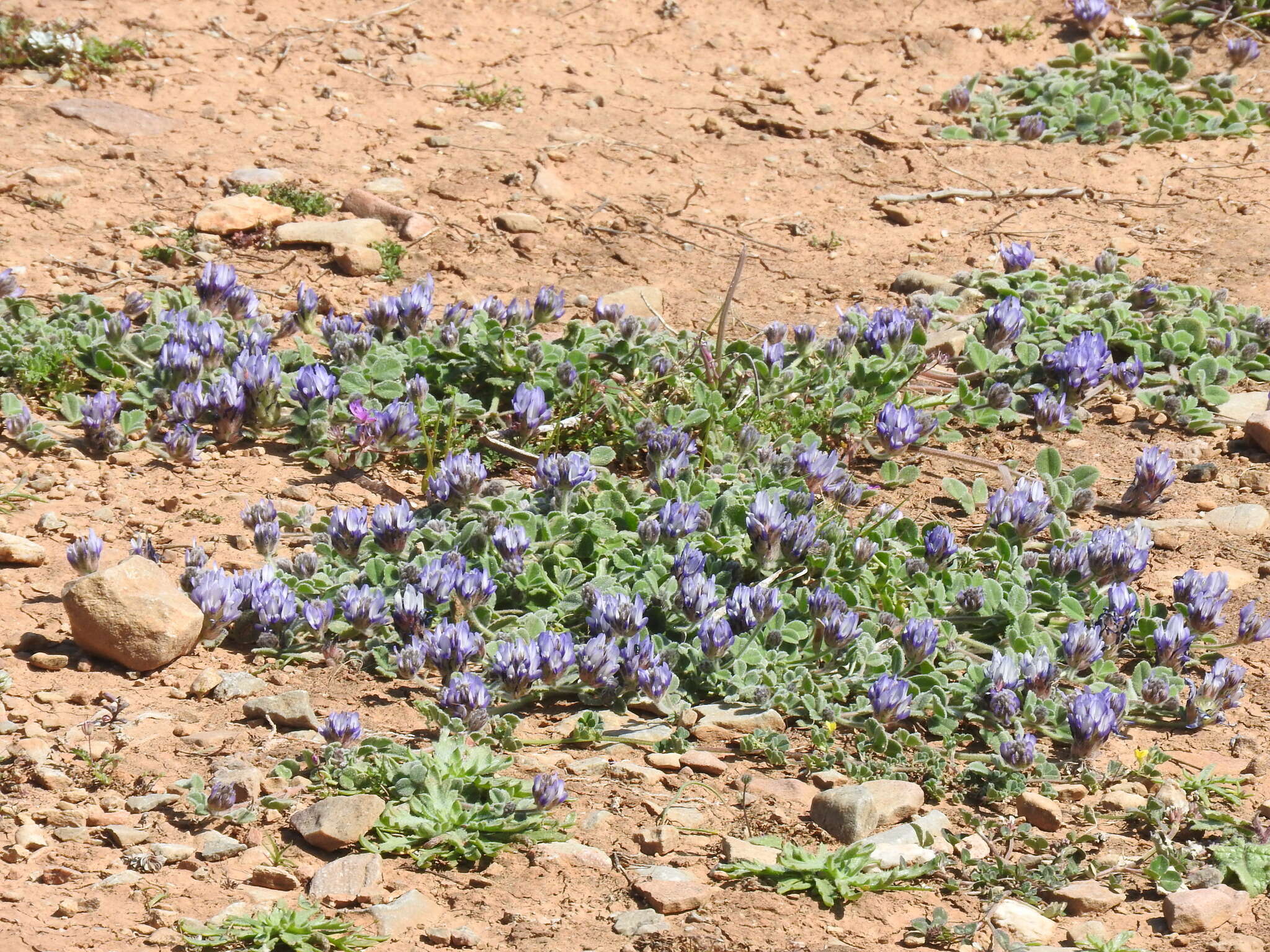 Image de Trigonella rotundifolia (Sm.) Strid