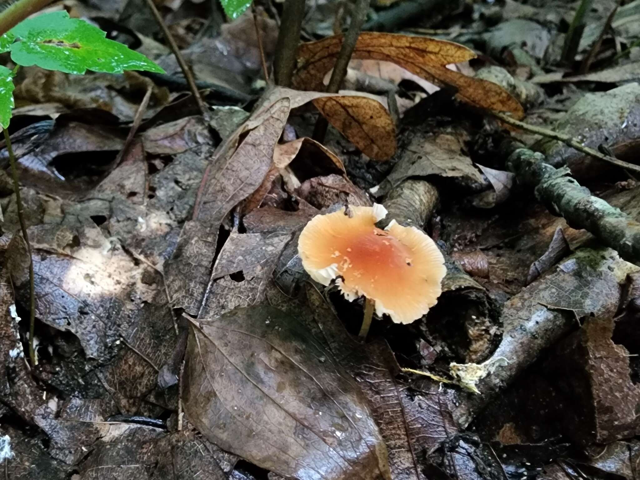 Image de Marasmius sullivantii Mont. 1856