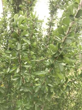 Image of Vasey's wild lime