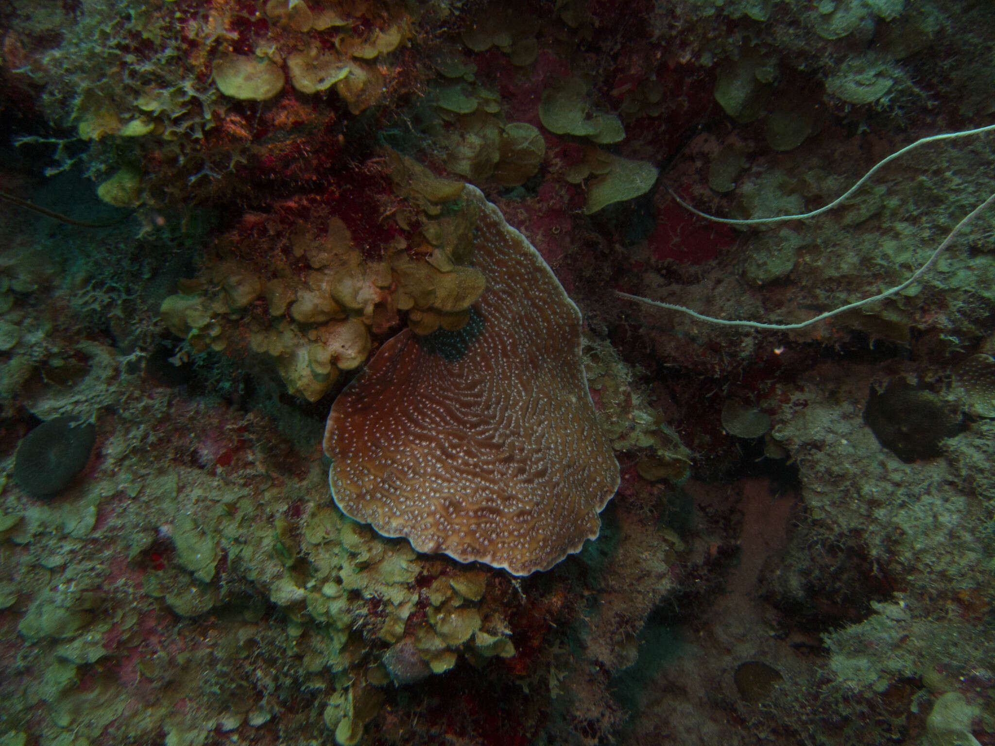 Image of Lamarck´s sheet coral