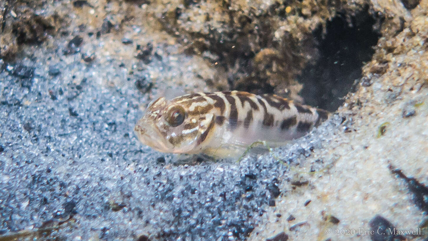 Image of Clown goby