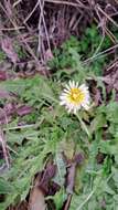 Image de Taraxacum albidum Dahlst.