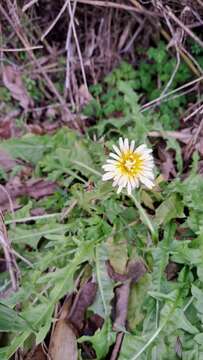 Image of Japanese dandelion