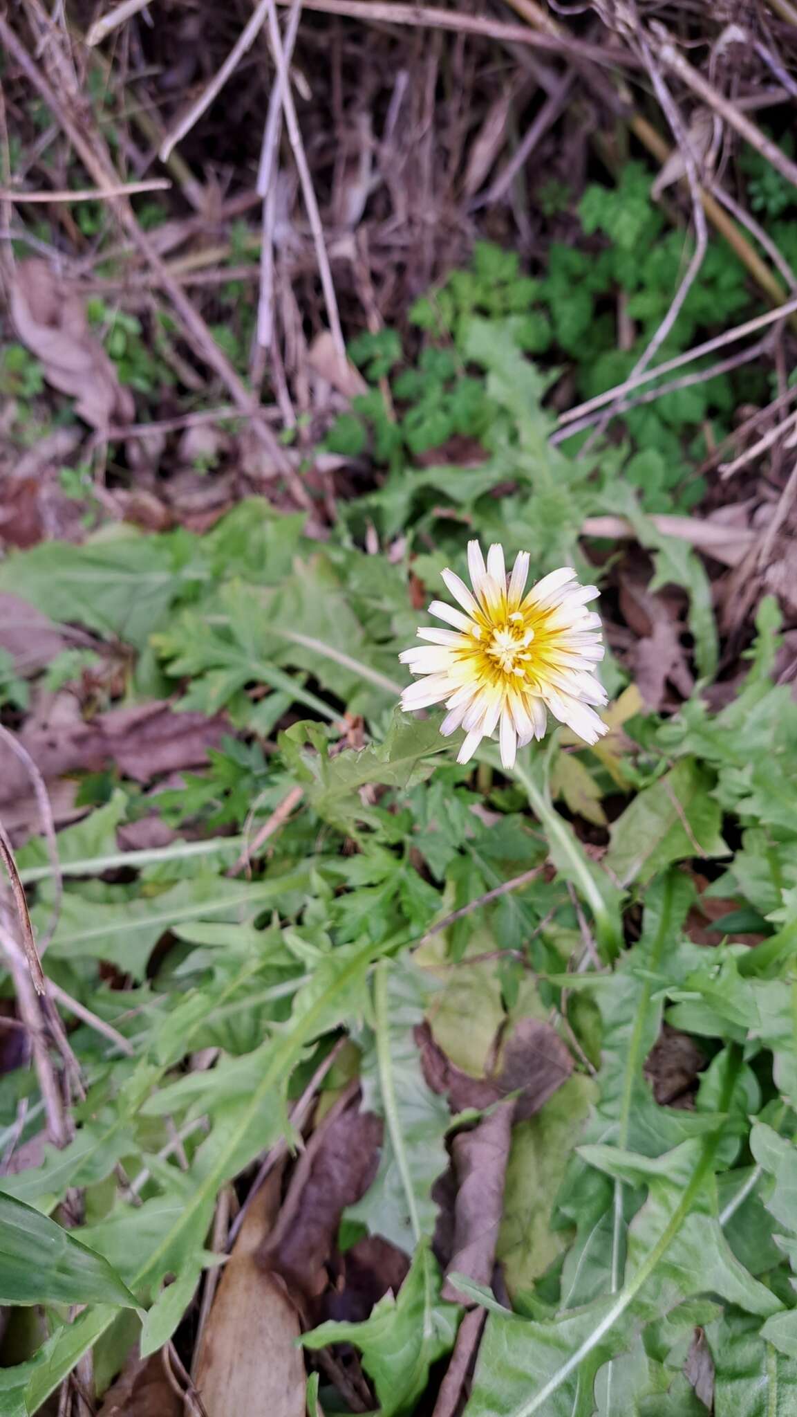 Image de Taraxacum albidum Dahlst.