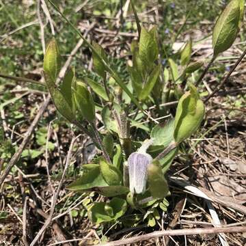 Imagem de Clematis albicoma Wherry