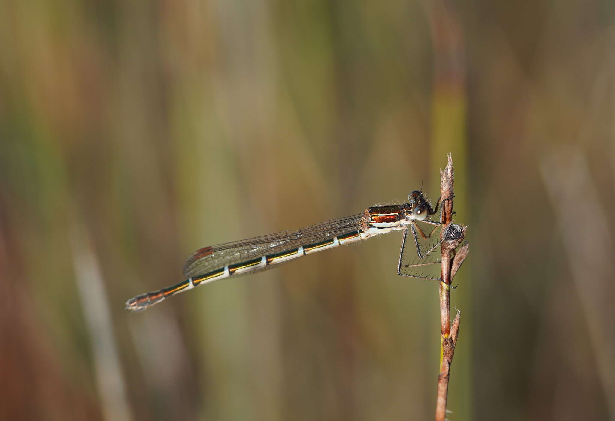 Image de Austrolestes psyche (Hagen ex Selys 1862)