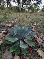 Слика од Agave guadalajarana Trel.