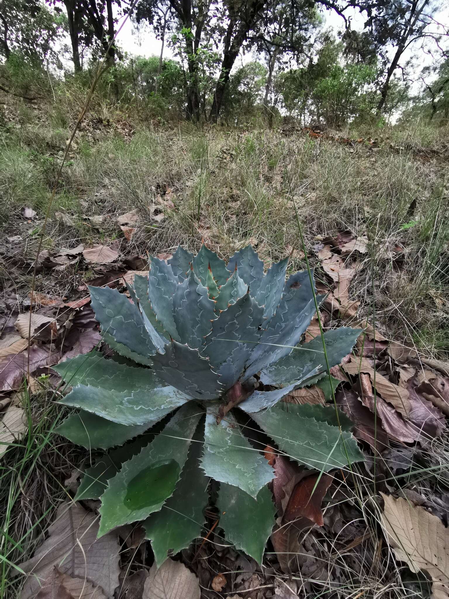 Plancia ëd Agave guadalajarana Trel.