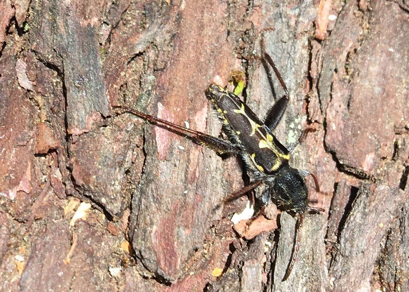 Imagem de Neoclytus conjunctus (Le Conte 1857)