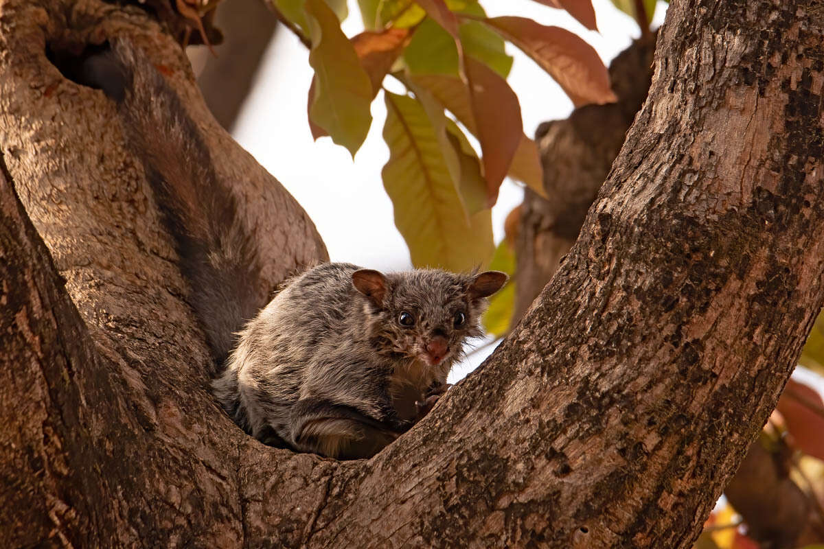 Image of Indian Giant Flying Squirrel