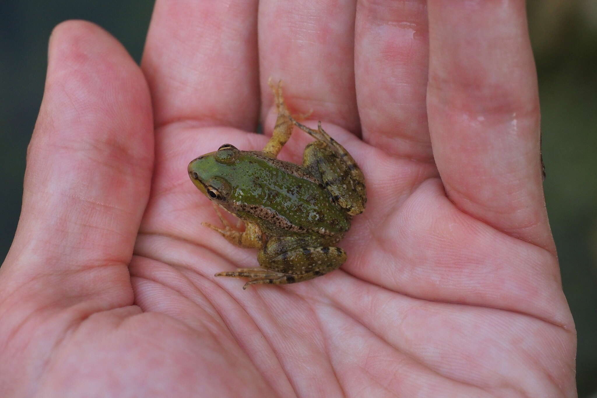 Image of Cretan Frog