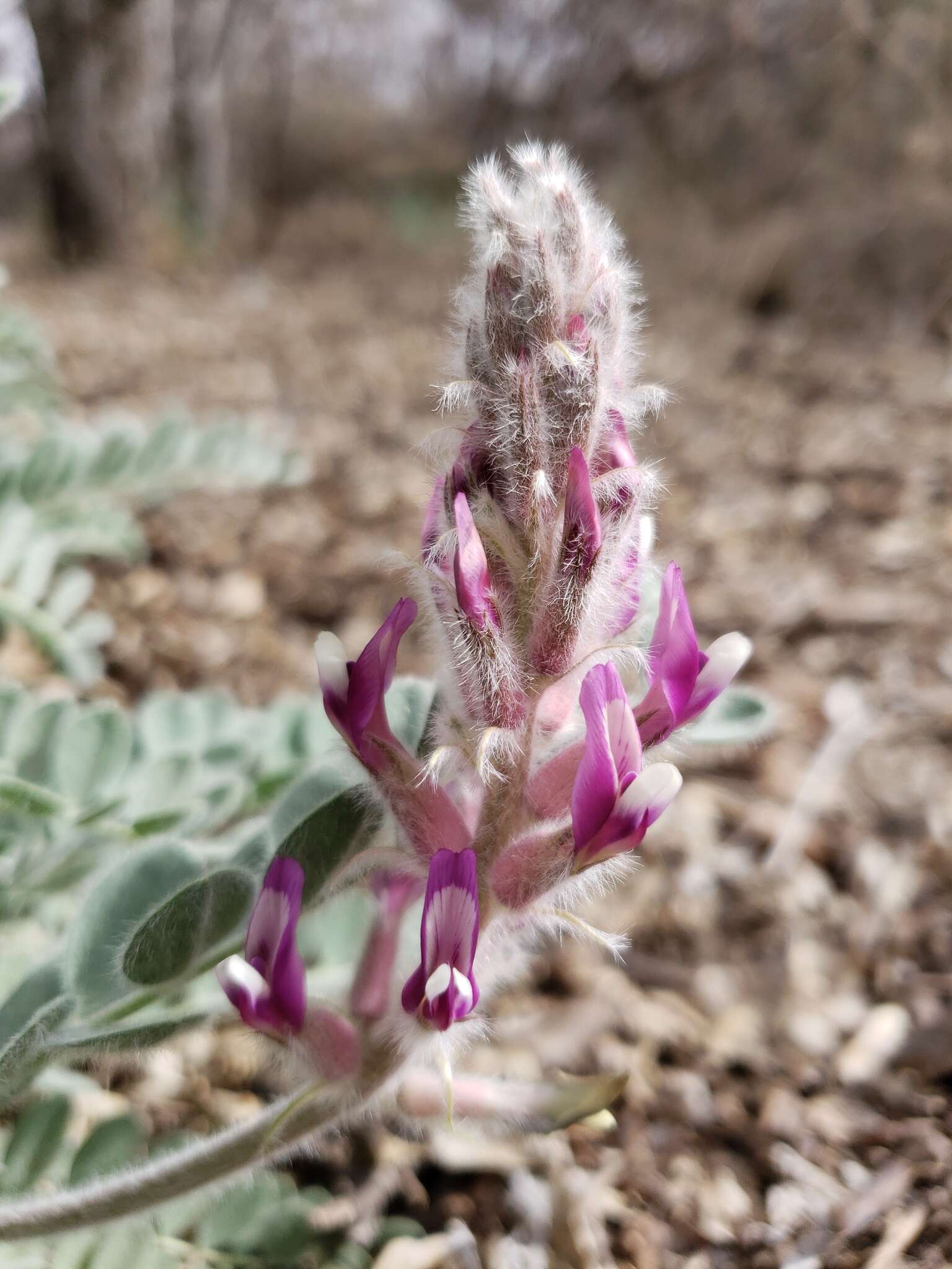 Imagem de Astragalus mollissimus var. bigelovii (A. Gray) Barneby