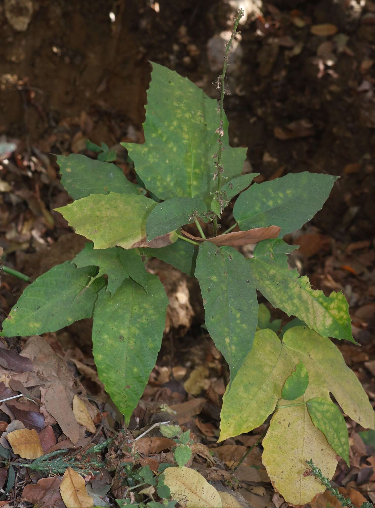 Image de Baliospermum solanifolium (Burm.) Suresh