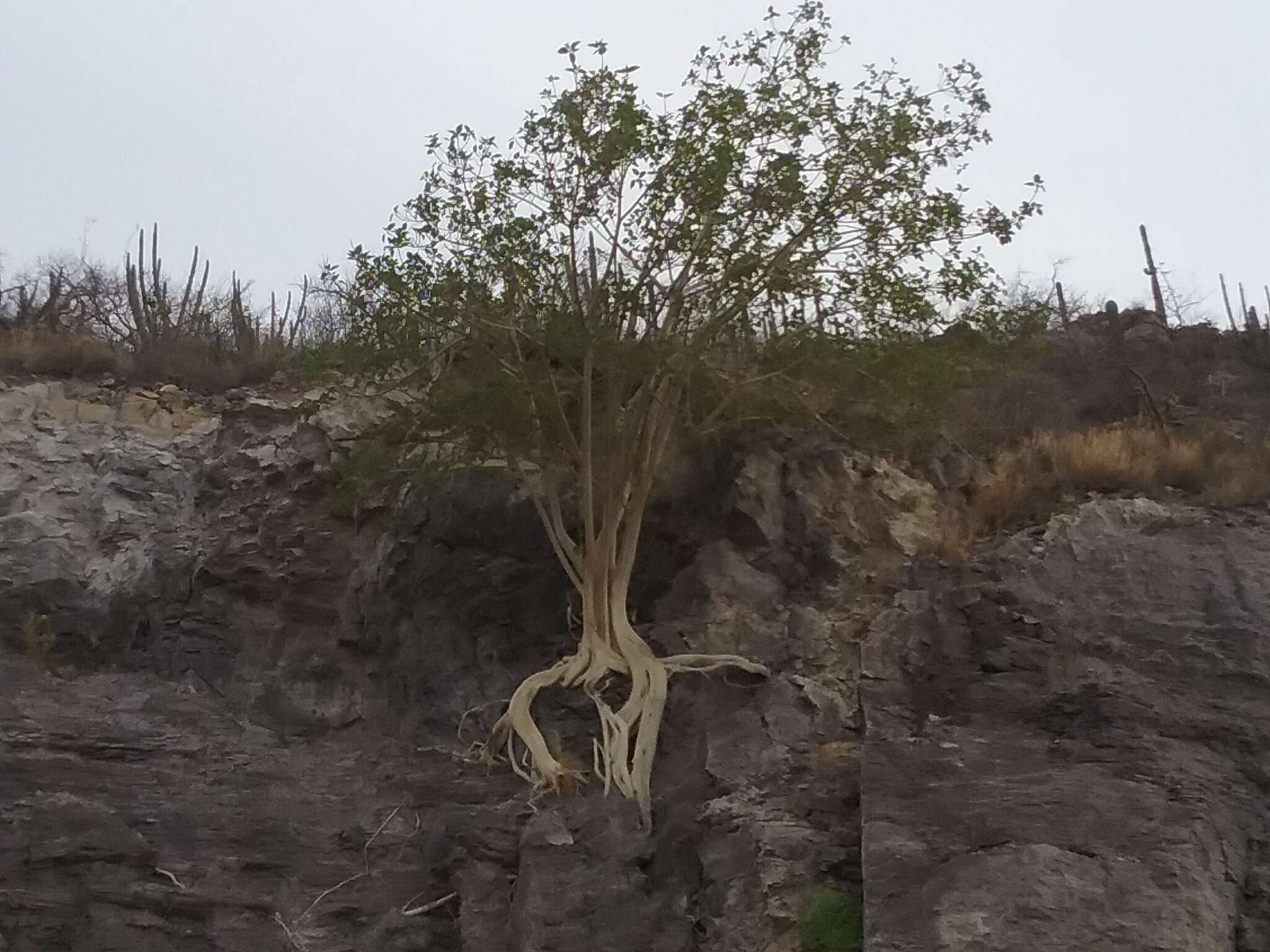 Image of Ficus petiolaris subsp. palmeri (S. Watson) Felger