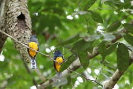 Слика од Trogon violaceus Gmelin & JF 1788