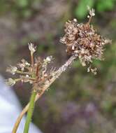 Image of Fuirena ciliaris (L.) Roxb.