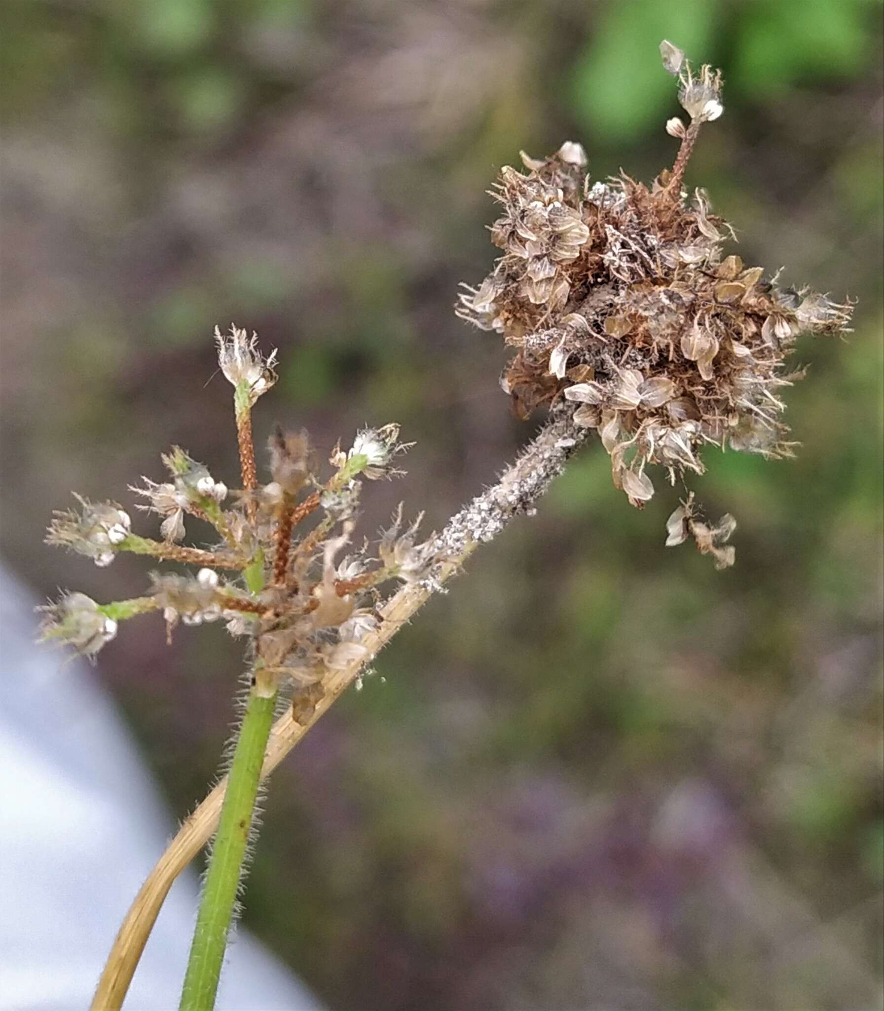 Image of Fuirena ciliaris (L.) Roxb.