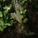 Polypedilum opimum (Hutton 1902) resmi