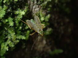 Image of Polypedilum opimum (Hutton 1902)