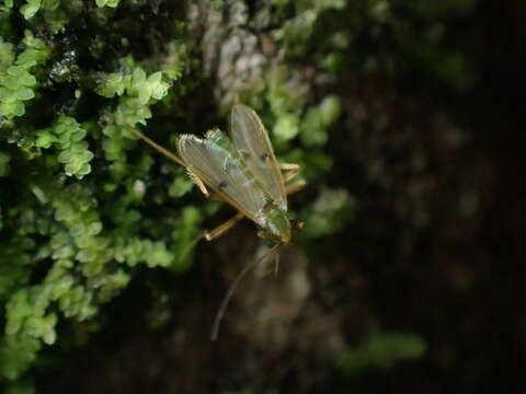 Polypedilum opimum (Hutton 1902) resmi