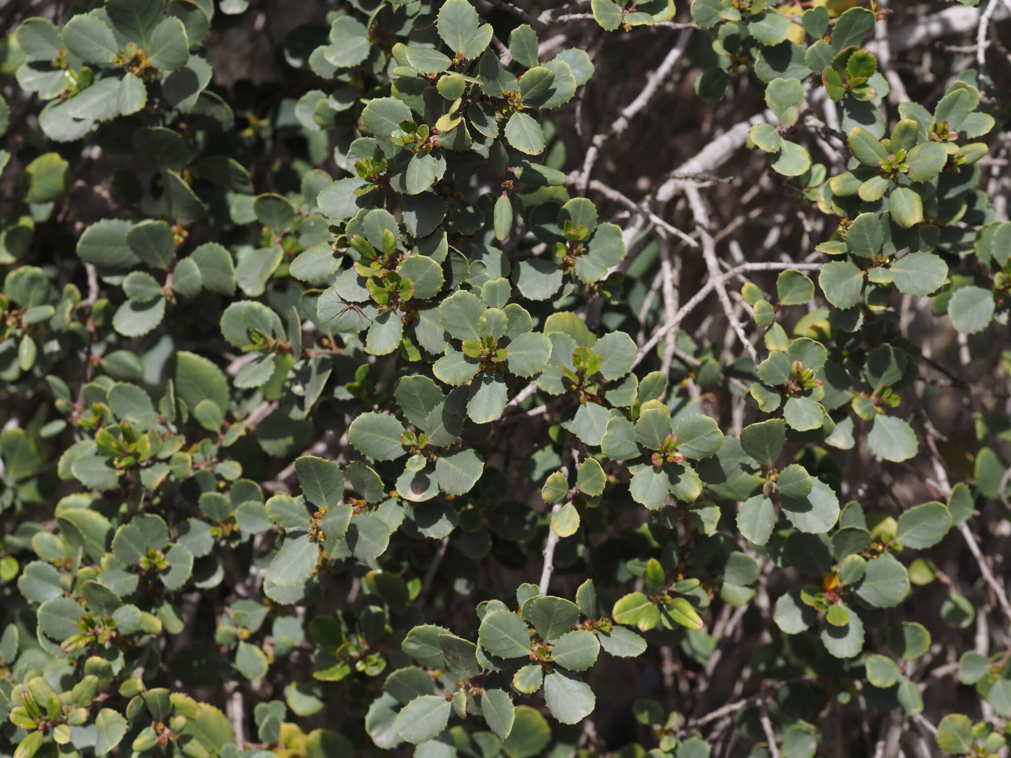 Rhamnus ludovici-salvatoris Chodat的圖片