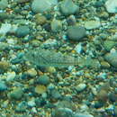 Image of Studded Pufferfish