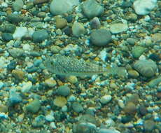 Image of Studded Pufferfish