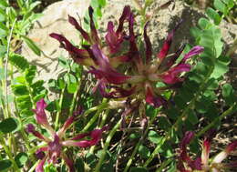 Imagem de Astragalus monspessulanus subsp. illyricus (Bernh.) Chater