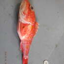 Image of Speckled scorpionfish