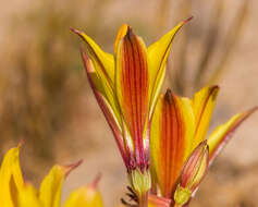 Image of Alstroemeria kingii Phil.