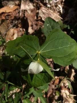 Image of Trillium erectum var. album (Michx.) Pursh