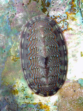 Image of Tonicella lokii R. N. Clark 1999