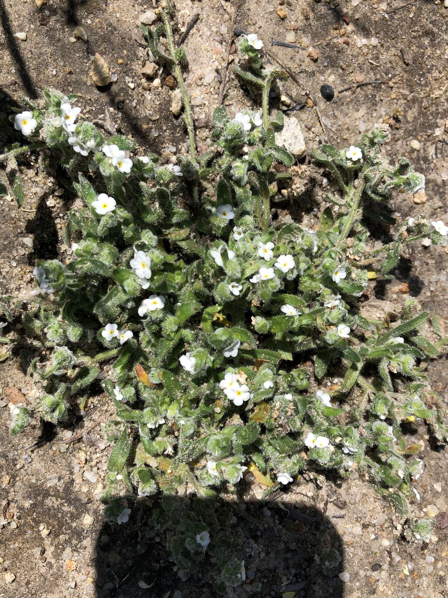 Image of Cooper's popcornflower