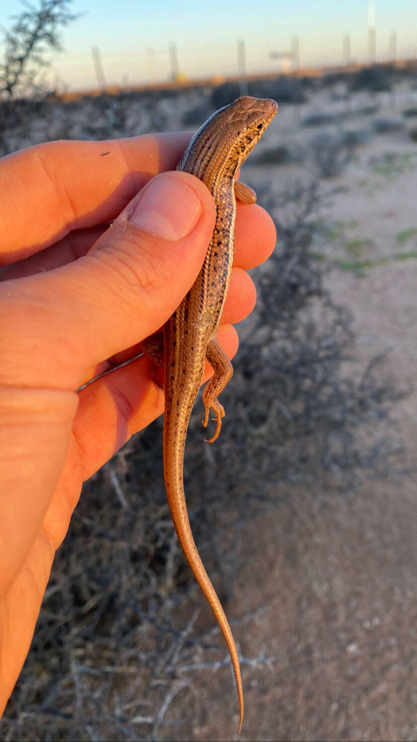 Image of Western three-striped skink