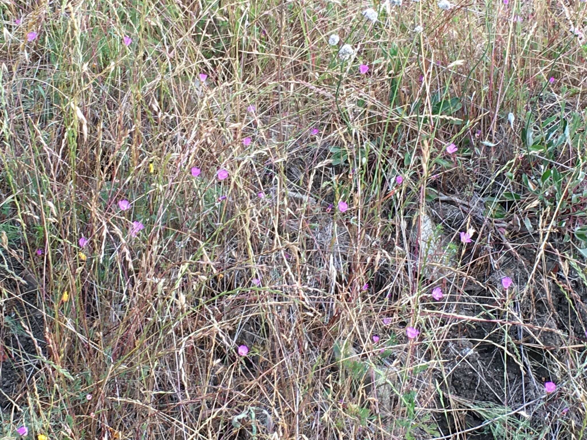 Plancia ëd Clarkia franciscana H. Lewis & Raven