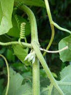 Image of Passiflora rosea (Karsten) Killip