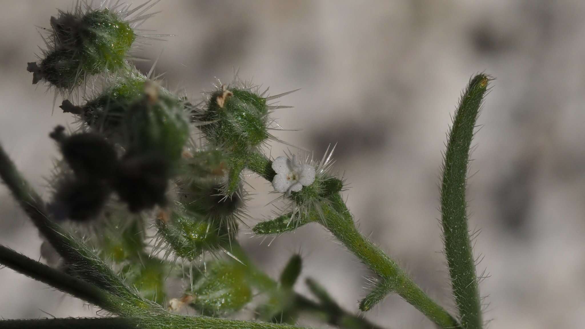 Plancia ëd Cryptantha muricata (Hook. & Arn.) A. Nels. & Macbr.