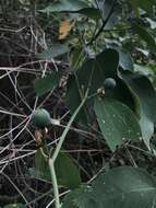 Image of Passiflora cuneata Willd.