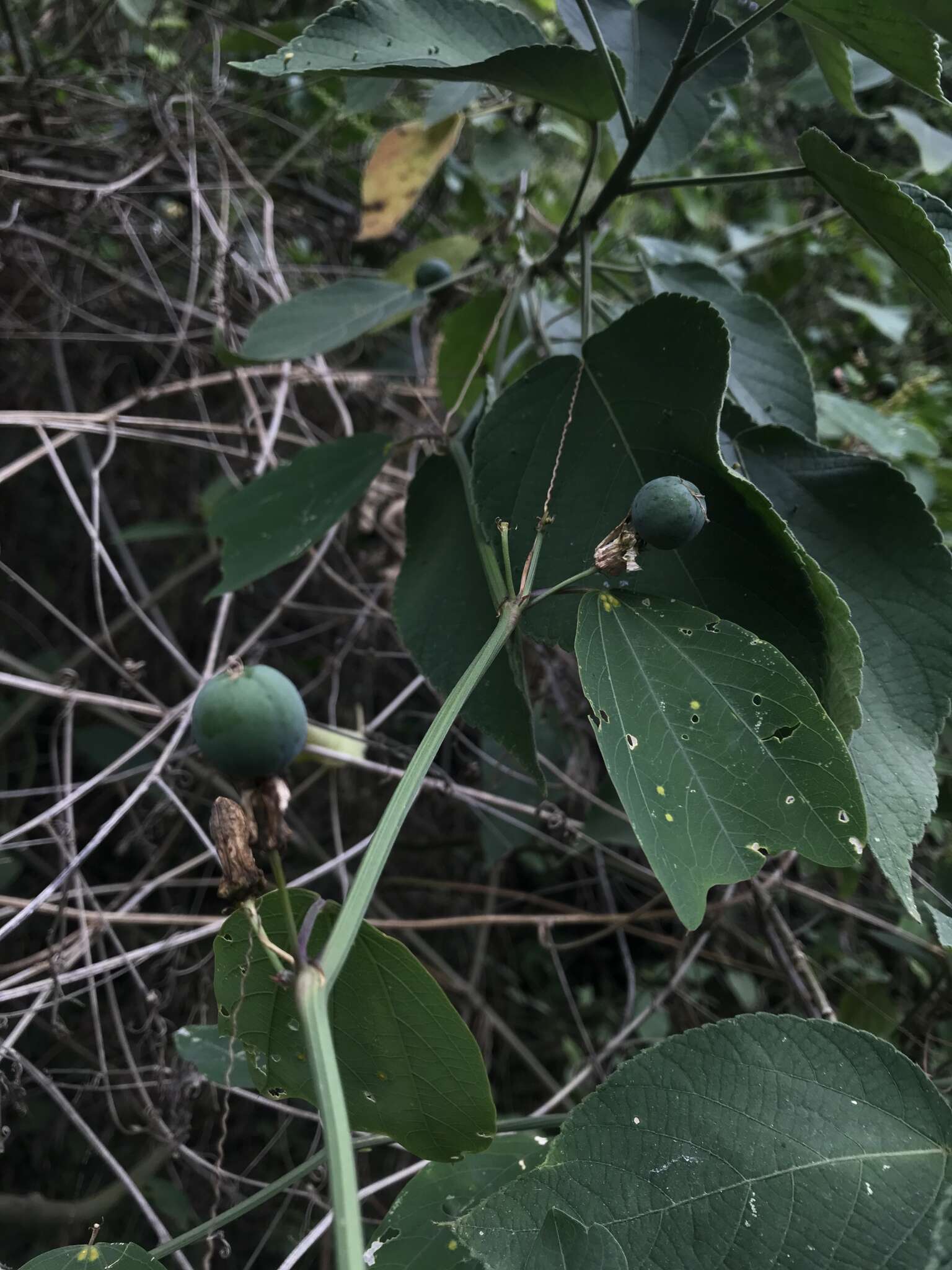 Passiflora cuneata Willd.的圖片