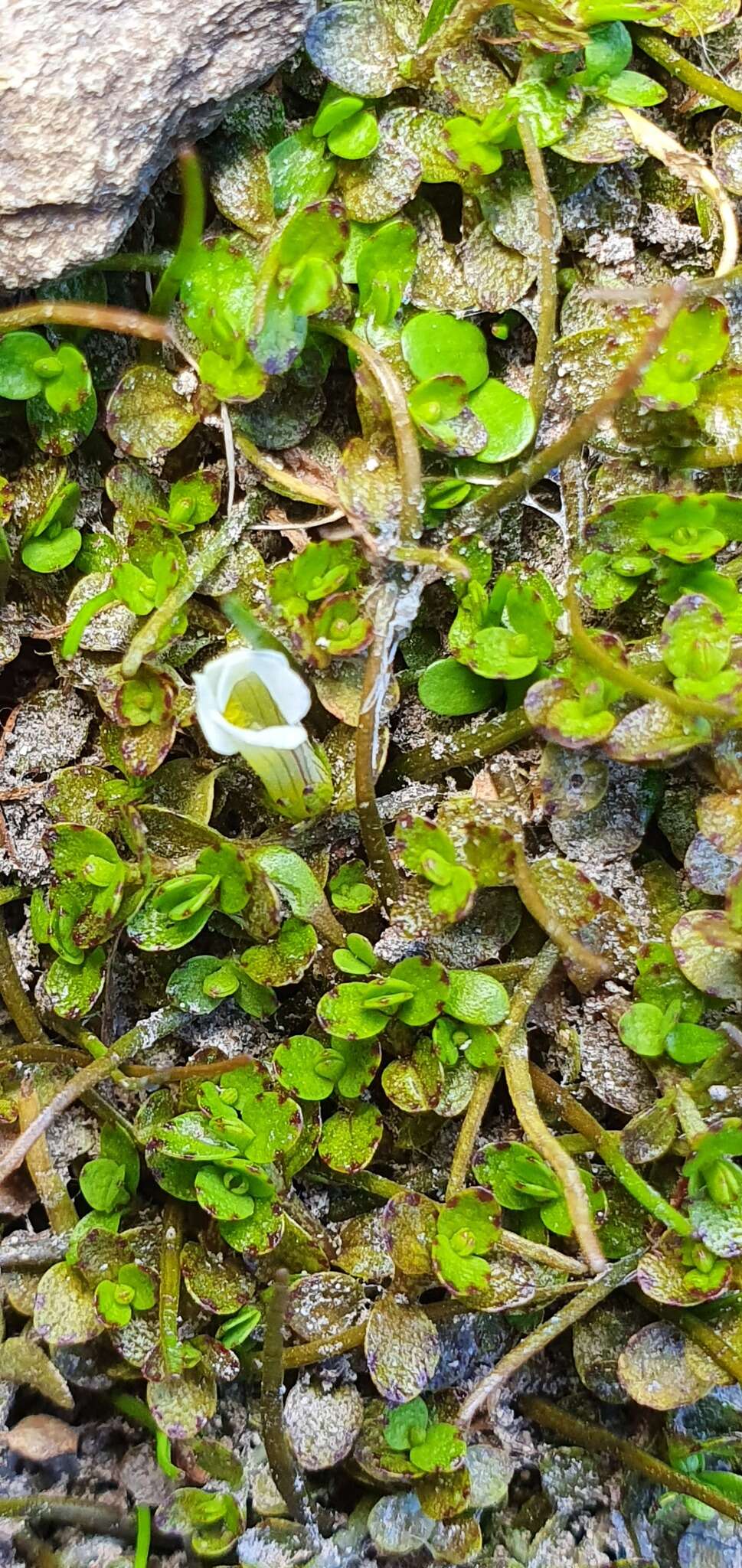 Image of Gratiola concinna Colenso