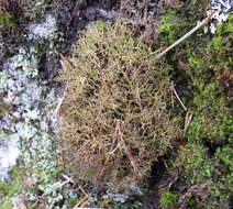 Image of Cetraria muricata (Ach.) Eckfeldt