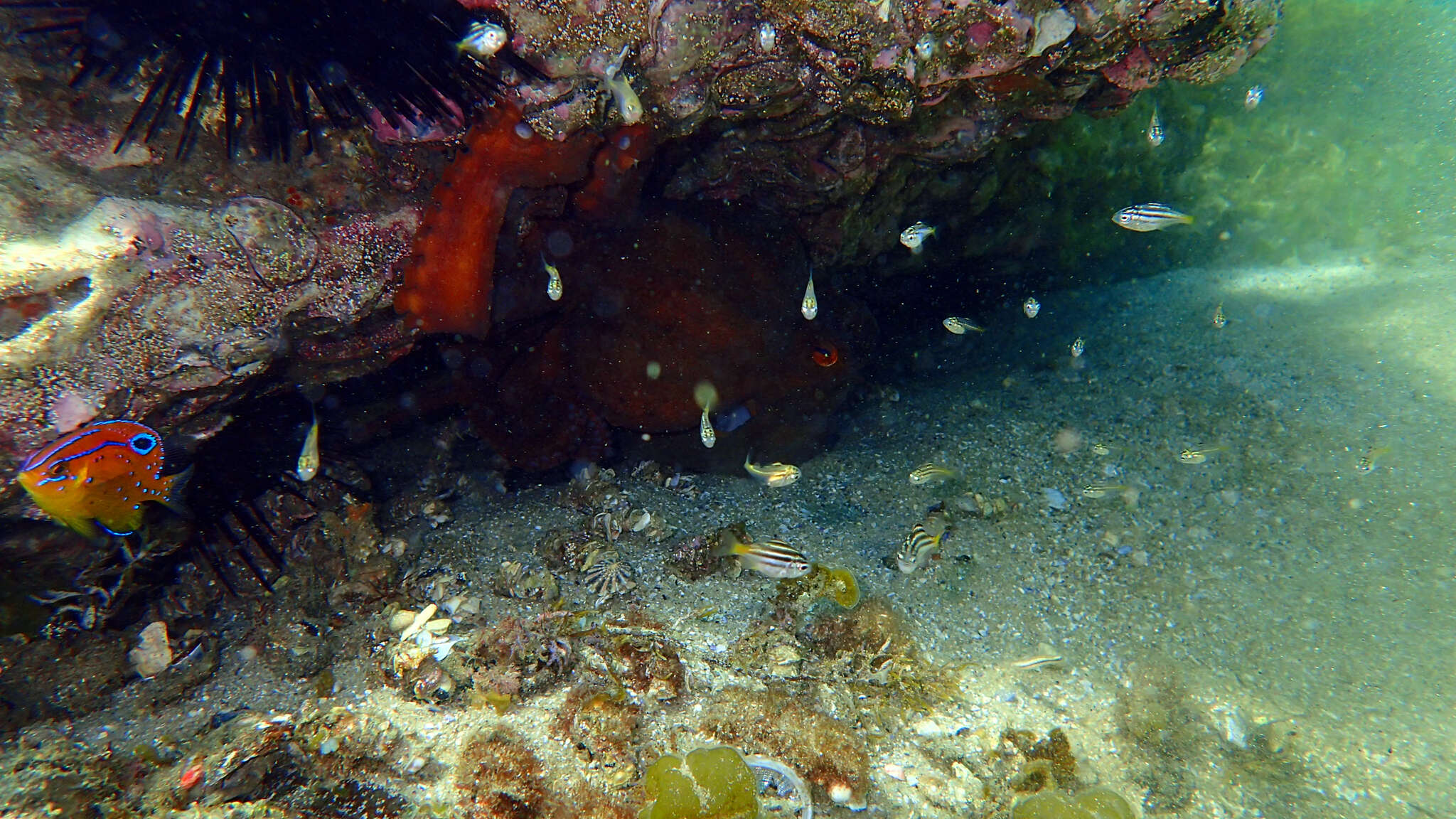 Image of White-ear scalyfin