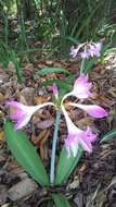 Слика од Hippeastrum reticulatum (L'Hér.) Herb.