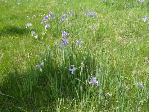 Image of Iris biglumis Vahl