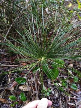 Image of Cycad