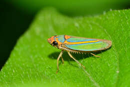 Image of Graphocephala aurolineata (Fowler 1900)